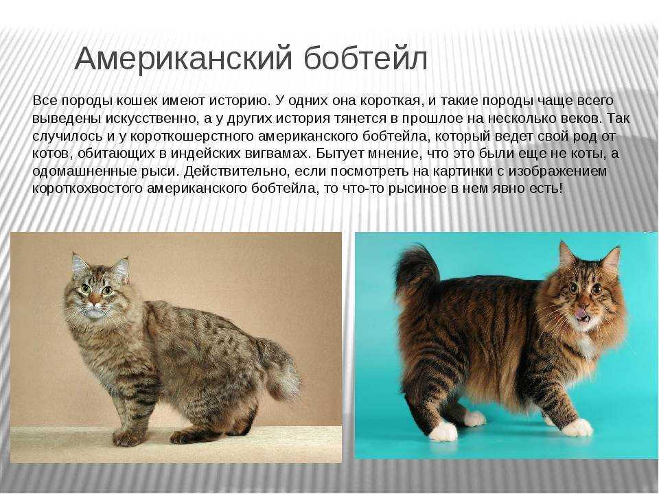 Американский бобтейл - подробное описание породы кошек, рекомендации по питанию, характеристика, здоровье, характер, а также видео и фотографии породы
