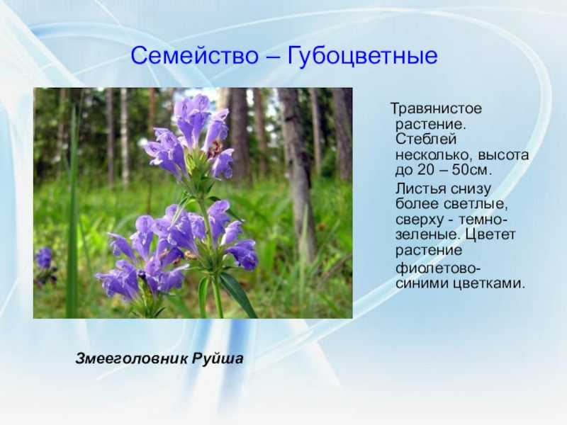Семейство губоцветные