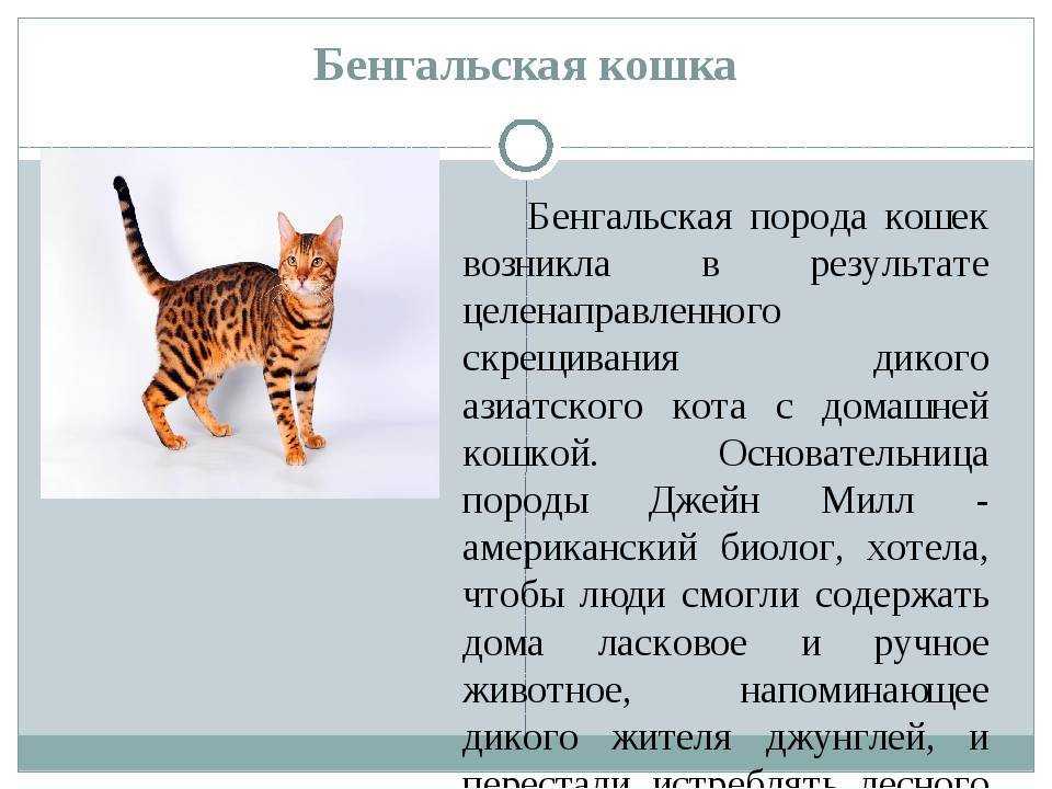 Бенгальские кошки - фото и описание особенностей породы