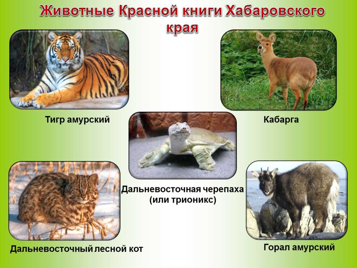 какие животные и растения занесены в Красную книгу Хабаровского края Фото и описание рыб, птиц, млекопитающих, растений и грибов Хабаровского края Презентация и доклад
