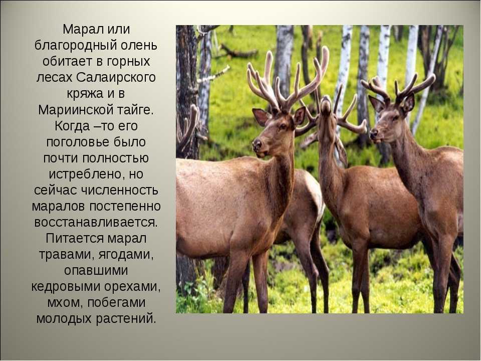 Полная информация об оленях