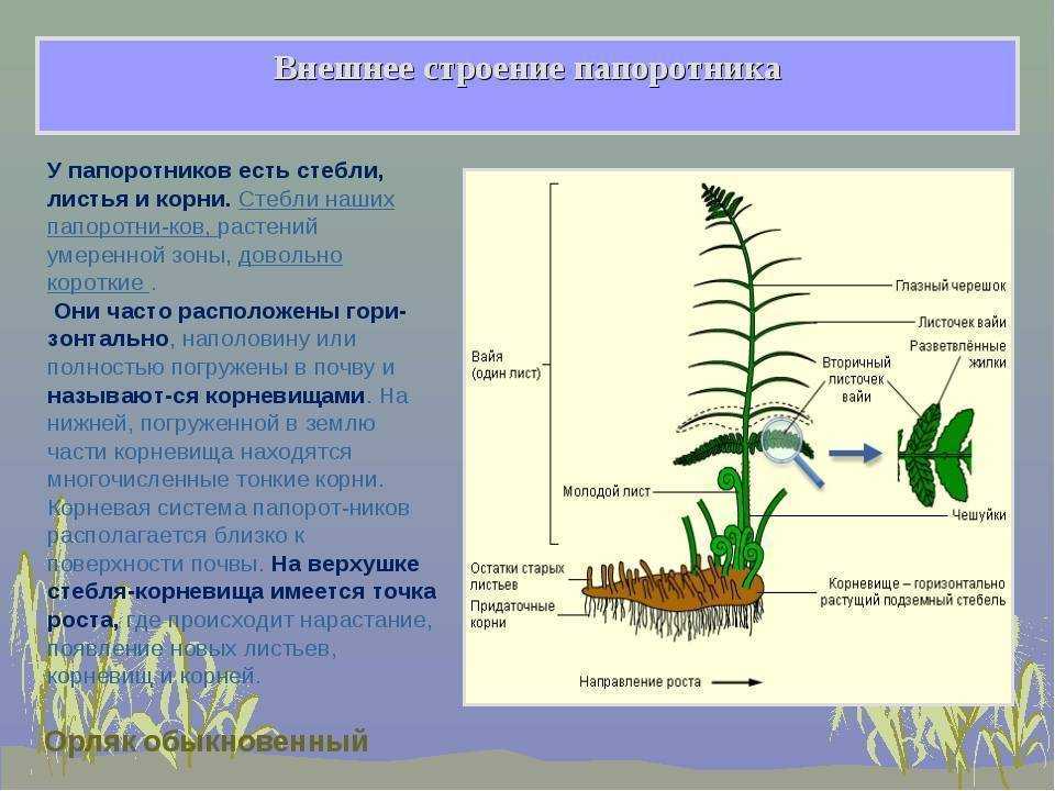 Щитовник мужской - dryopteris filix-mas - описание таксона - плантариум