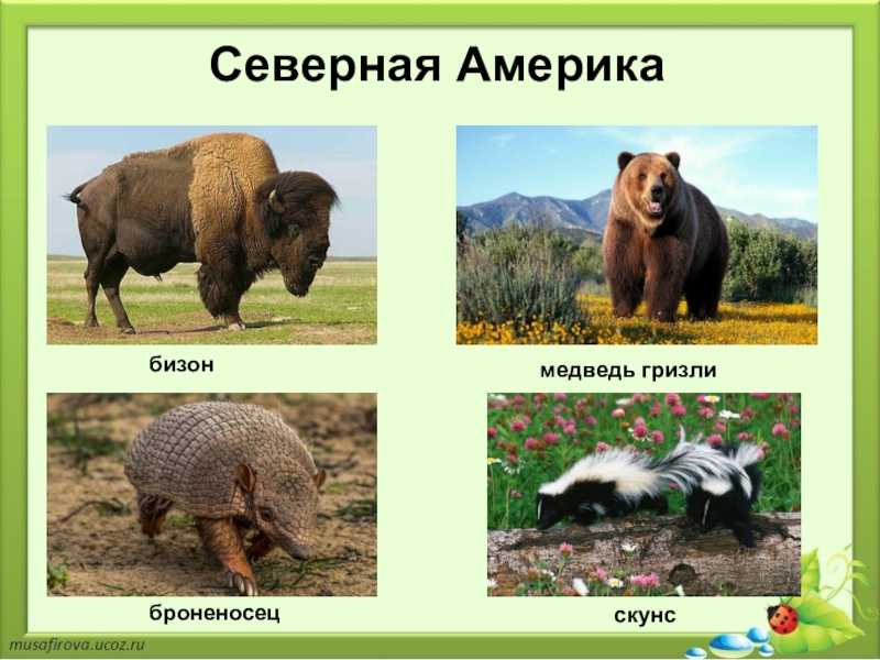 Животные и растения северной америки