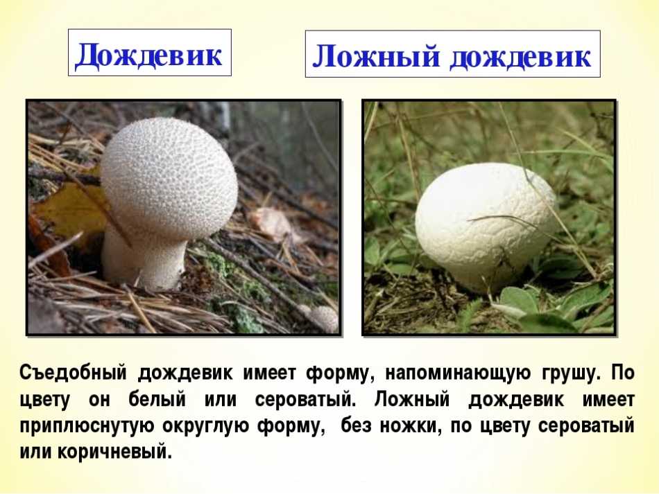 Гриб дождевик — съедобный или нет: виды, описание с фото, лечебные и полезные свойства, рецепты приготовления блюд из молодых грибов дождевиков | qulady