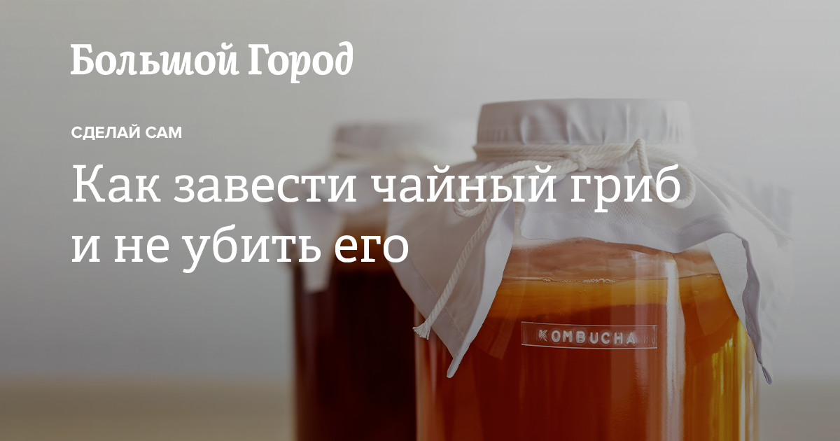Чайный гриб от а до я: полезные свойства и противопоказания. как ухаживать в домашних условиях