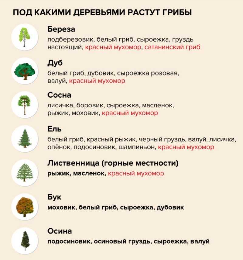 Осенние грибы — когда и какие пойдут, как отличить от опасных двойников