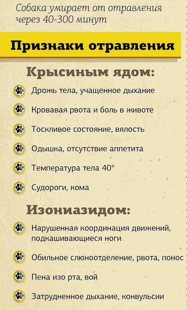 Отравление собаки крысиным ядом