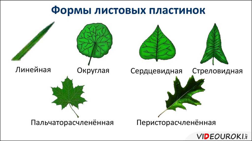 Какие существуют классификации растений?