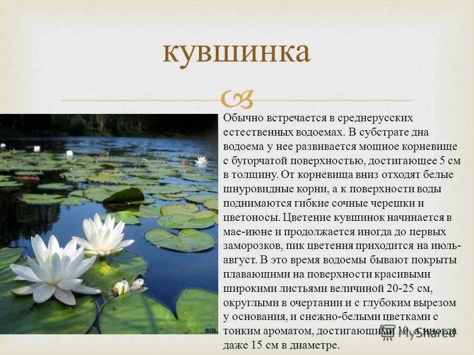Кувшинка белая, она же нимфея