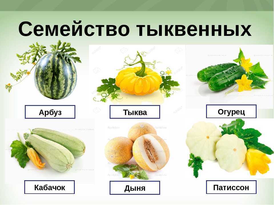 Подробные описание сортов овощей