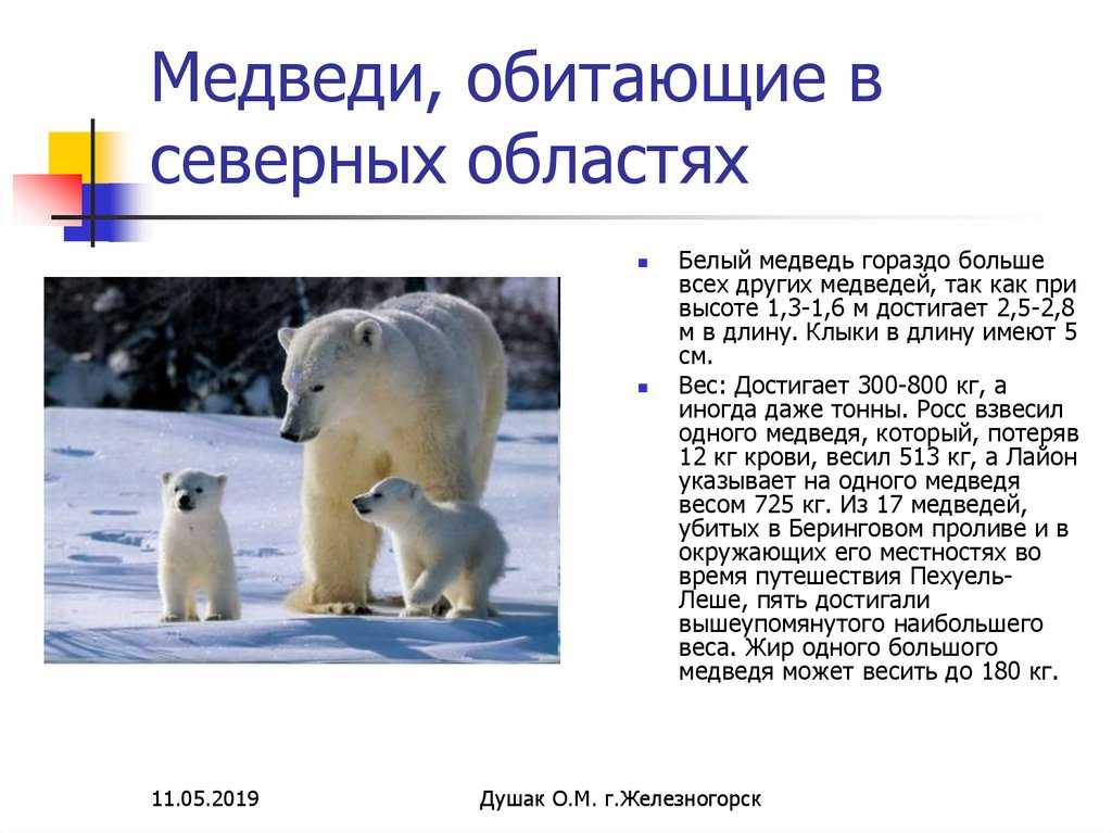 Белый медведь (доклад для 4 класса) | докладики