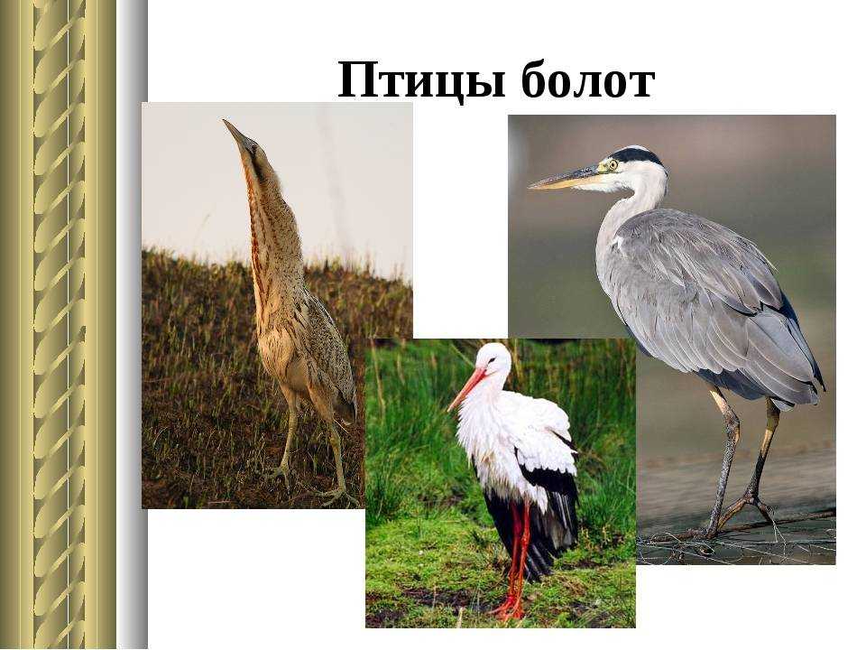 Какие птицы живут на болоте?