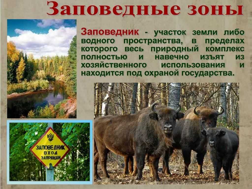 Зона смешанных лесов