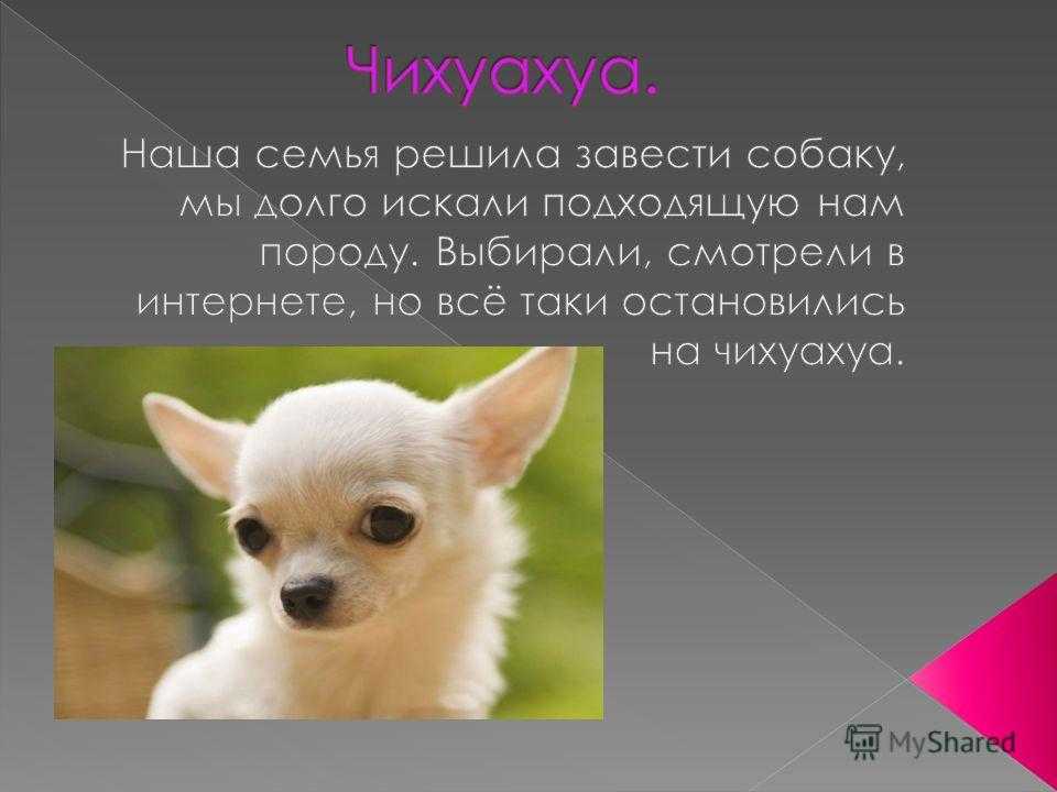 Сколько лет живут чихуахуа в домашних условиях: в квартире