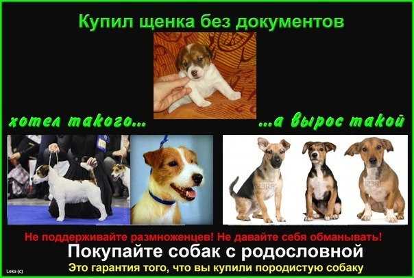 В каком возрасте брать щенка