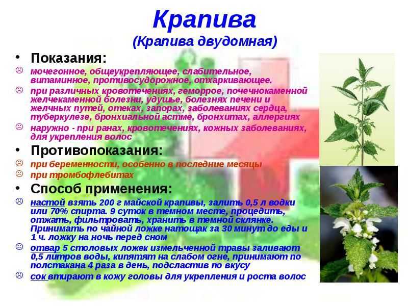 Крапива, виды и описание, лечебные свойства и противопоказания