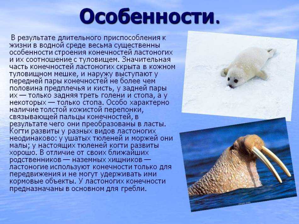 Род обыкновенные тюлени