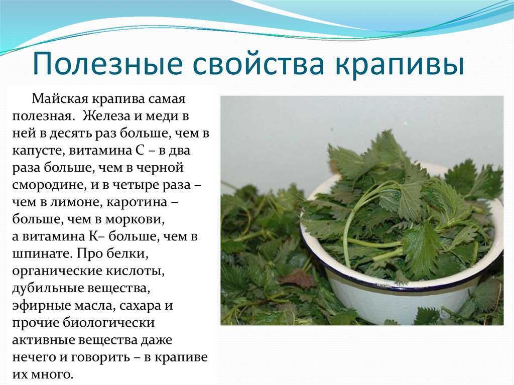 все про крапиву двудомную Применение и свойства Отличия и двойники Фото, видео и описание Показания к применению Как выглядит крапива двудомная и ее сбор Состав крапивы Интересные факты, сообщение и доклад