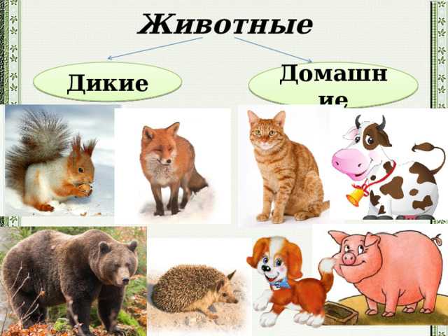 Кролик — это дикое или домашнее животного: где они обитают в россии