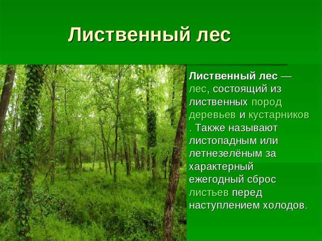 Хвойные растения: классы, виды хвойных деревьев