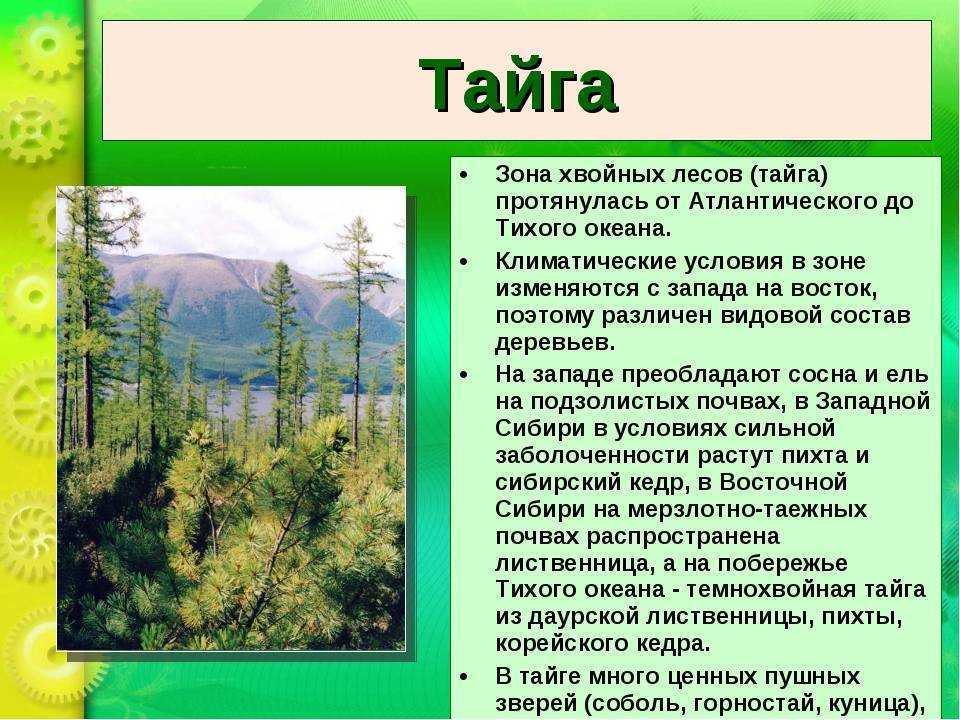 Природные зоны россии: виды, характеристика, отличия