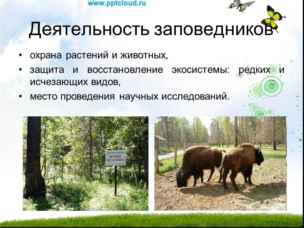 зачем нужны заповедники и национальные парки в мире Цели заповедников