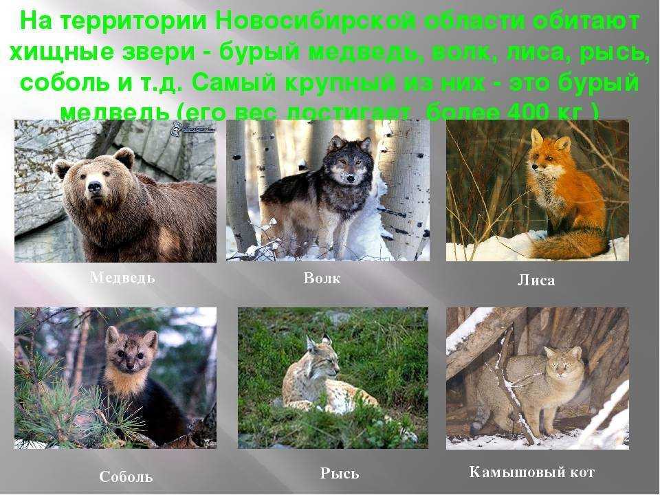 Хищные птицы россии