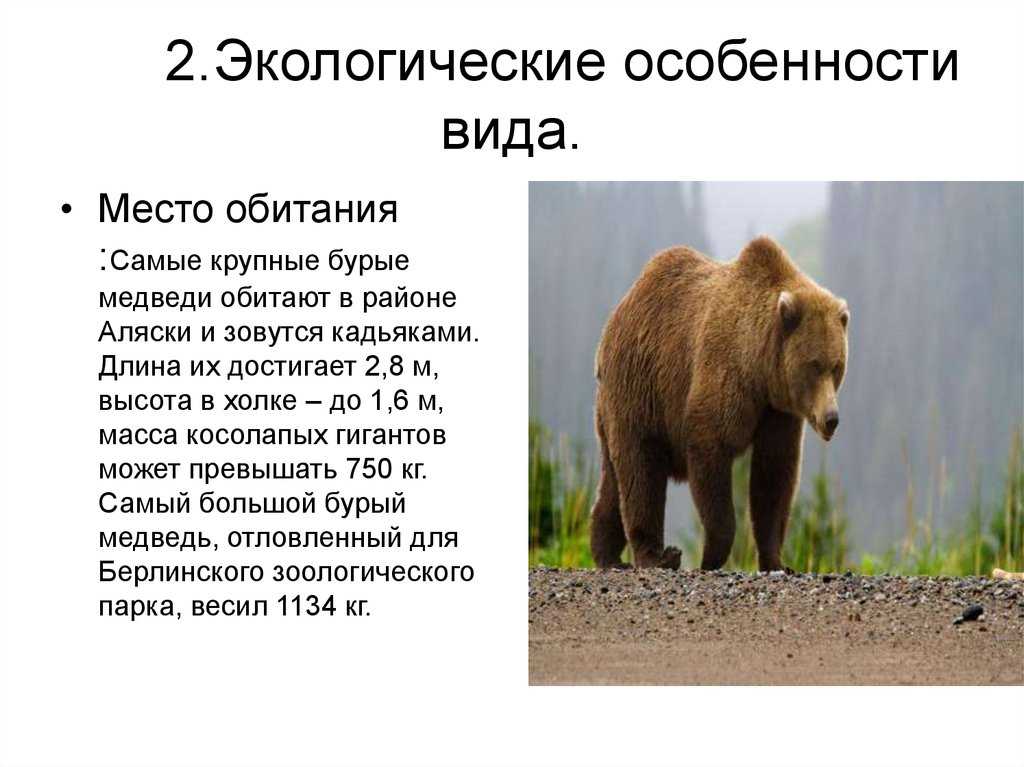 Белый медведь. образ жизни и среда обитания белых медведей | животный мир