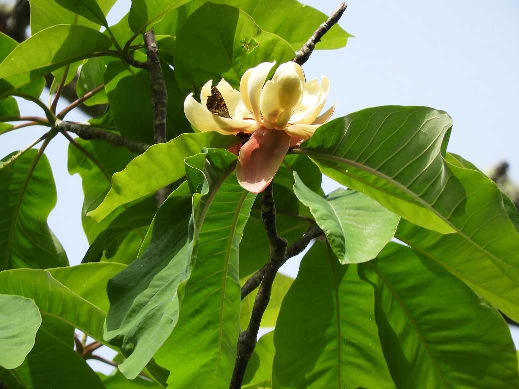 Магнолия обратнояйцевидная (magnolia obovata = magnolia hypoleuca)