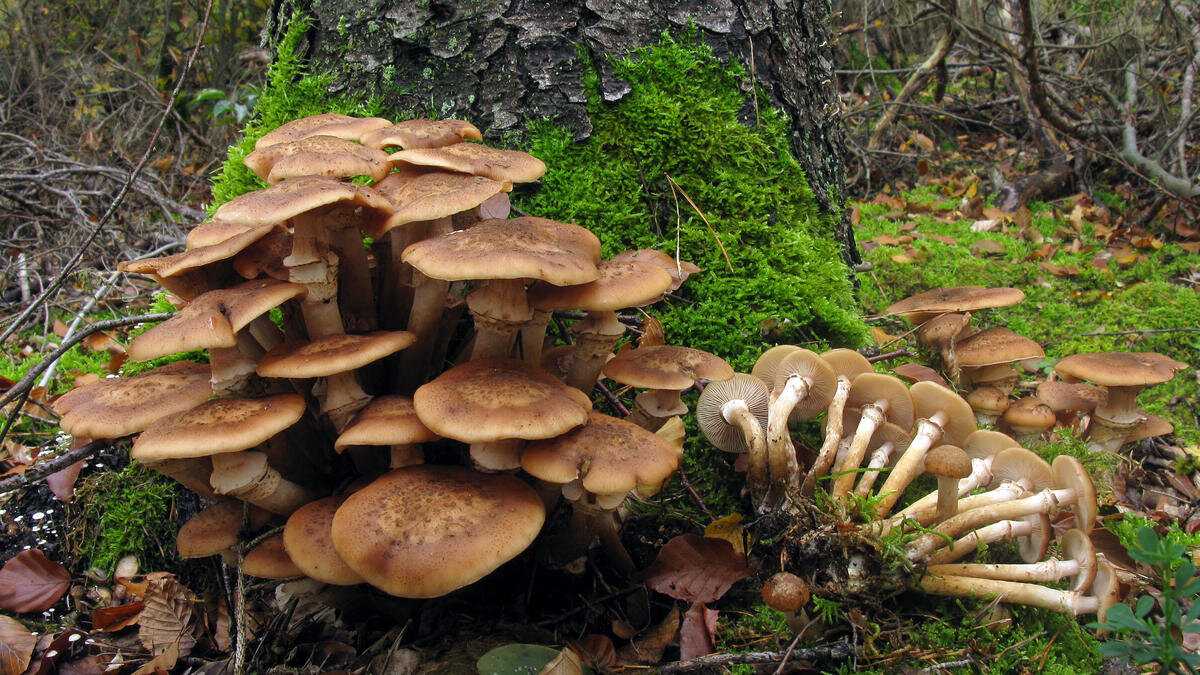 Опенок толстоногий: фото и описание осеннего съедобного гриба armillaria lutea - сайт о строительстве