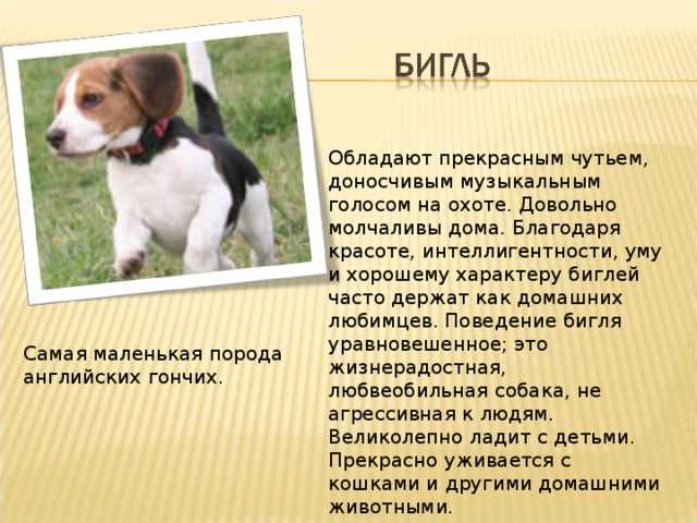 Как и чем кормить щенка бигля: меню по возрастам | ваши питомцы