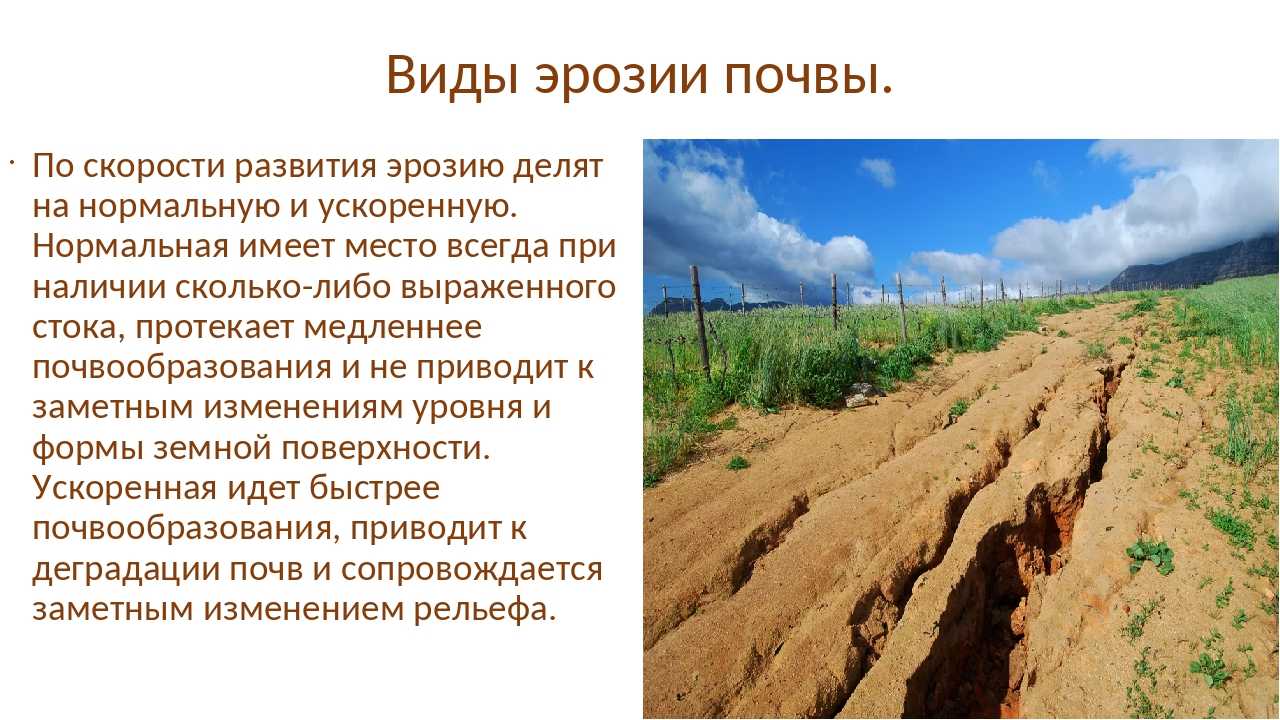 Как можно защитить почву от выдувания ветром: способы борьбы с эрозией почвы | 5domov.ru - статьи о строительстве, ремонте, отделке домов и квартир