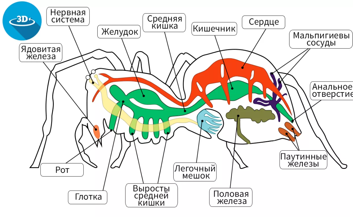 Класс паукообразные 7 класс онлайн-подготовка на ростелеком лицей | тренажеры и разбор заданий
