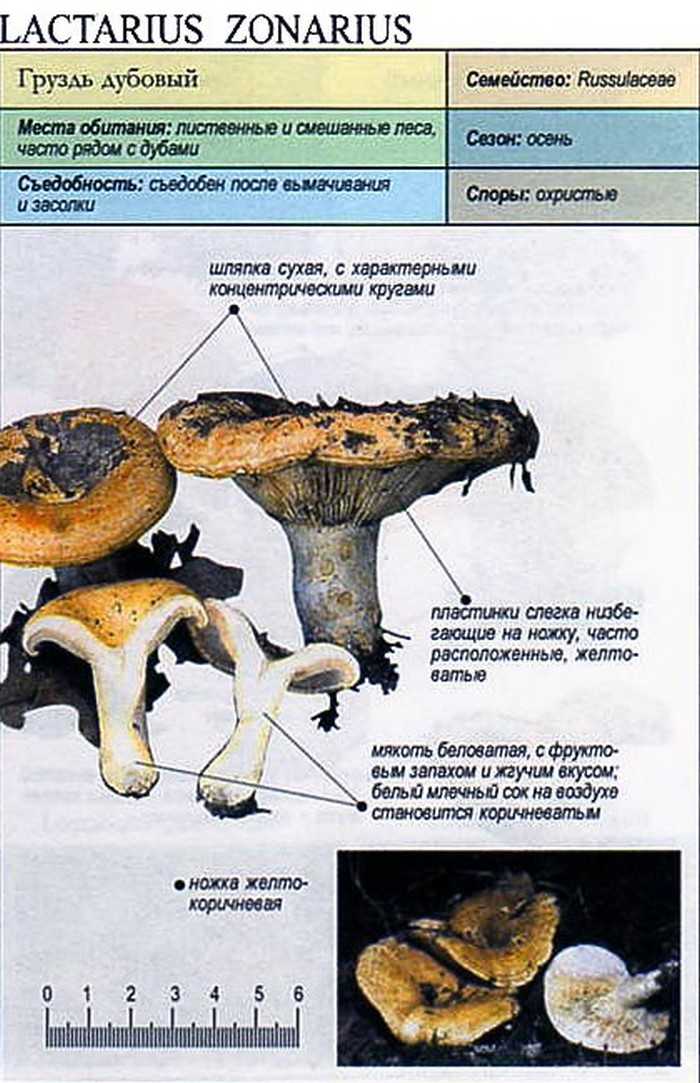 Груздь настоящий | лесная кладовая