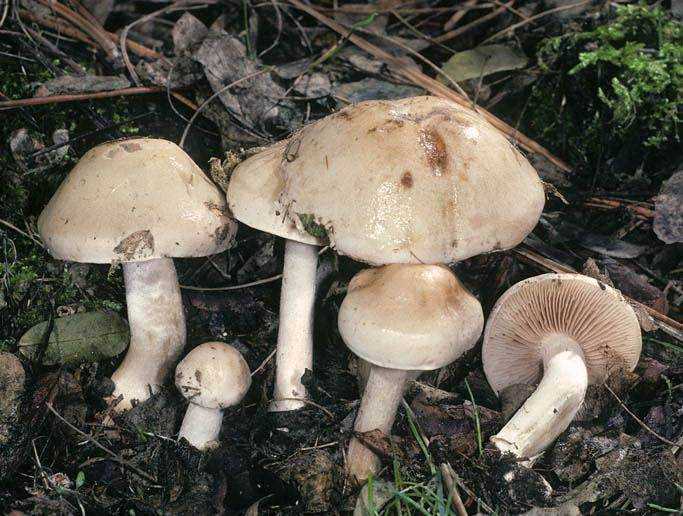 Гебелома клейкая (hebeloma crustuliniforme) или хреновый гриб: фото и описание