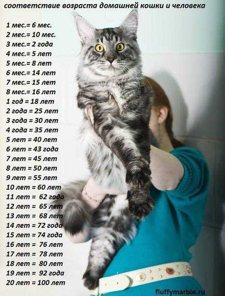 До какого возраста растут кошки домашние?