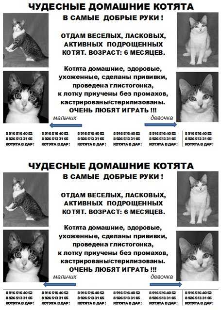 Как определить возраст котёнка: полезные советы для хозяев