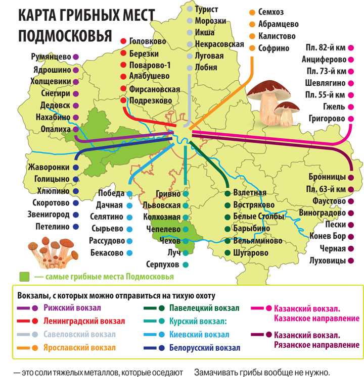 Грибные места подмосковья 2021
