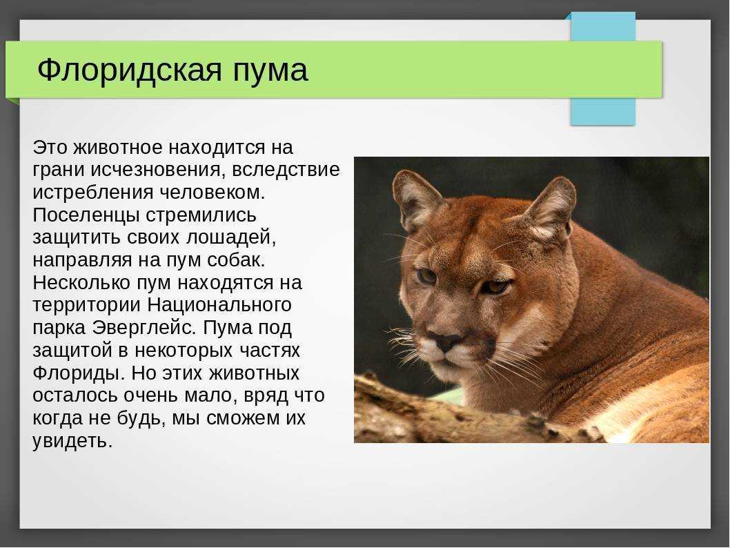 Любопытные факты о львах