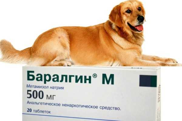 Ибупрофен в ветеринарии - вопросы