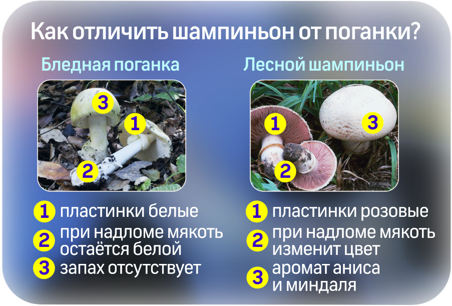 Сравнение бледной поганки и шампиньона: сходство и различия