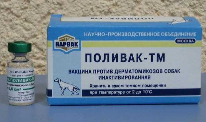 Лишай у кошек: что это такое, как лечить, как не допустить болезни, фото