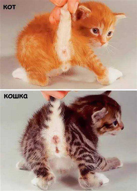 Как отличить кота от кошки? советы и рекомендации