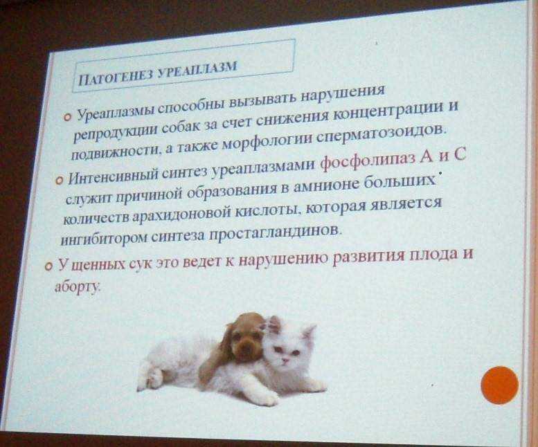 Микоплазмоз у собак: симптомы и схемы лечения, как предается болезнь щенков, анализ беременных самок на mycoplasma cynos