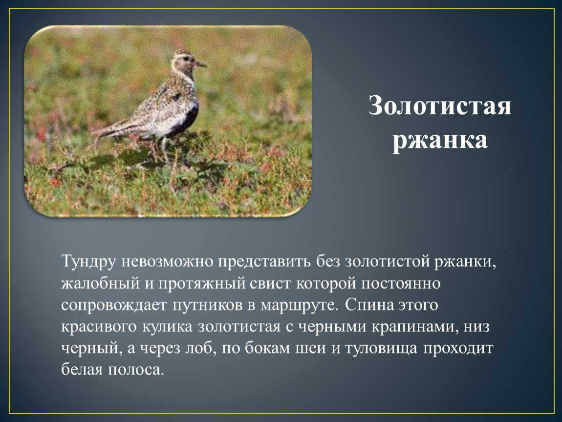 Золотистая ржанка (птица)