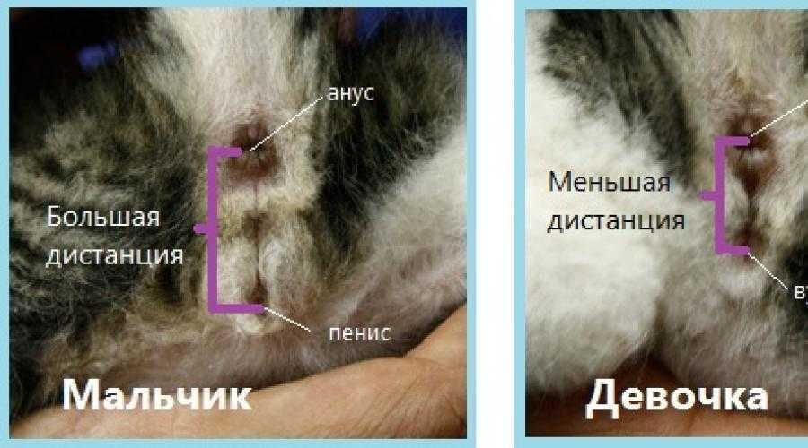 ᐉ как определить пол котенка? - ➡ motildazoo.ru