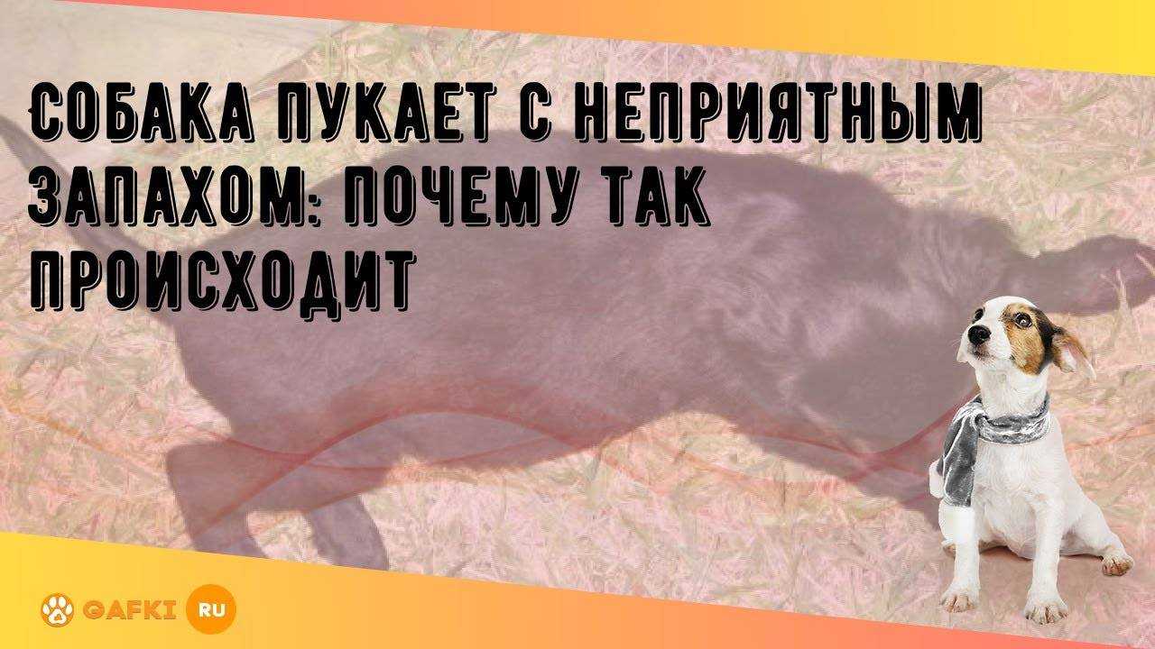 Собака вонюче пукает и запах изо рта - кошки и собаки простыми словами