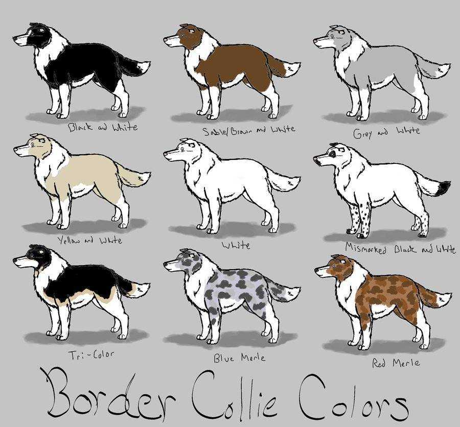 21 border collie colors, markings & patterns (with pictures) | hepper