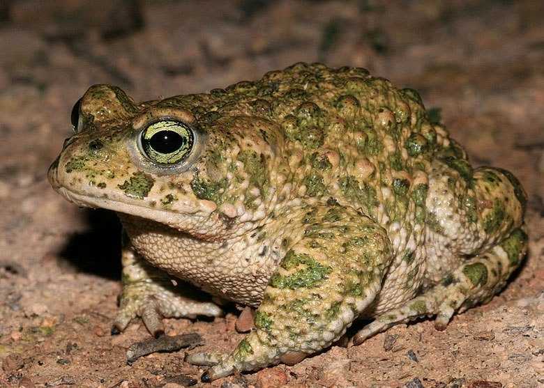 Колхидская жаба. кавказская жаба. позвоночные - vertebrata