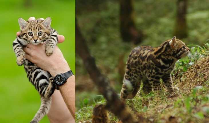 Ржавая кошка (лат. prionailurus rubiginosus)